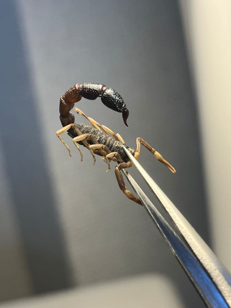 【噂ノ蠍】ピラーテイルスコーピオン サソリ キョクトウサソリ 標本　ムカデ