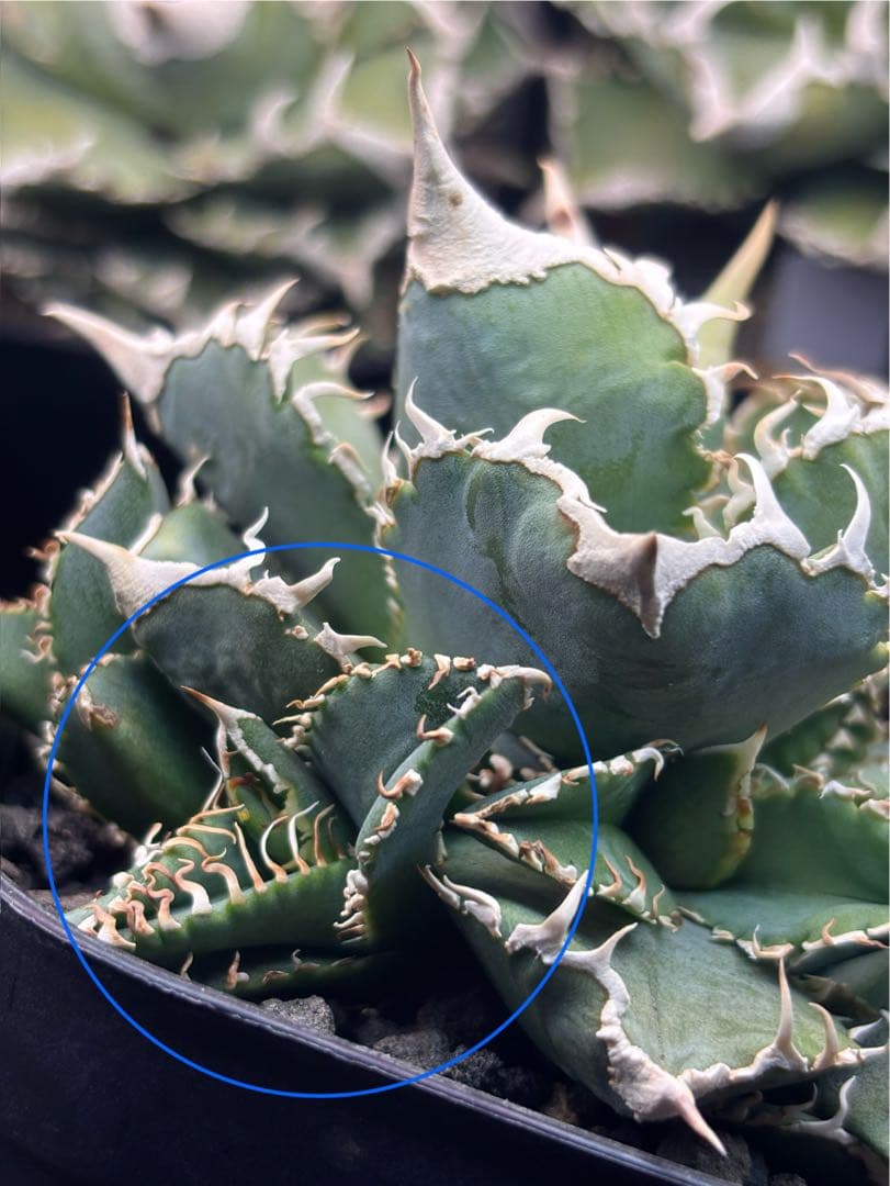 ivory w.a アイボリーivory wa ウィレム氏アガベチタノタ大白鯊