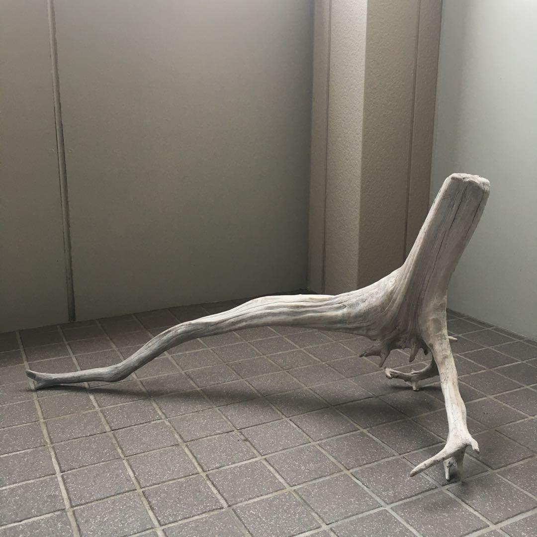 流木　自立　アク抜済み爬虫類 シェルター 登り木 上り木 テラリウム 苔リウム