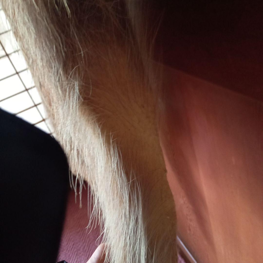 鹿の毛皮 壁掛け装飾