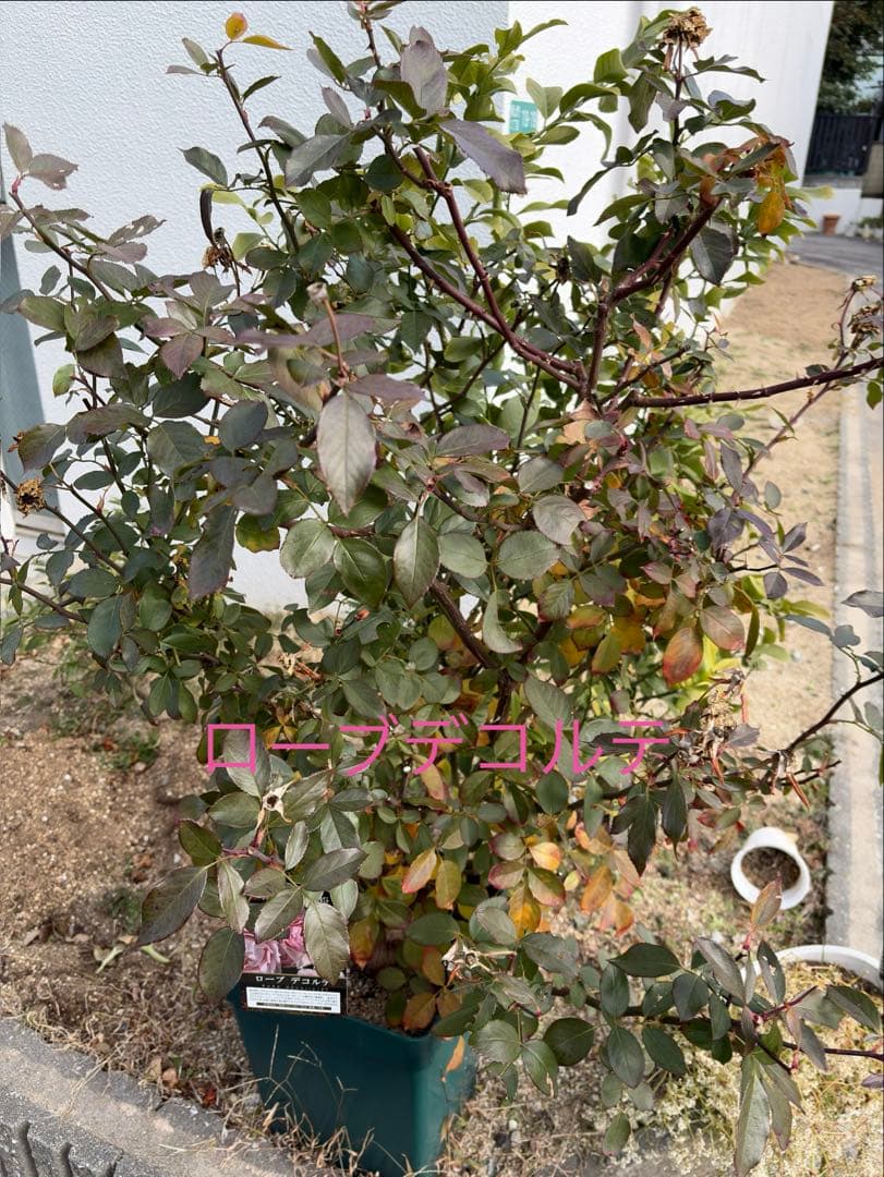 Cake　バラ苗ページ1