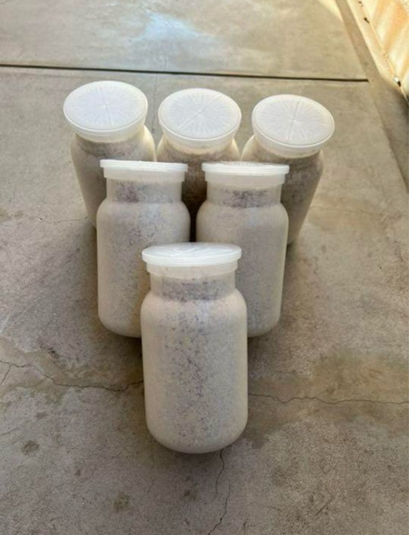 カワラ菌糸産卵用　1100サイズ１０本2ヶ月保存初令幼虫にも最適