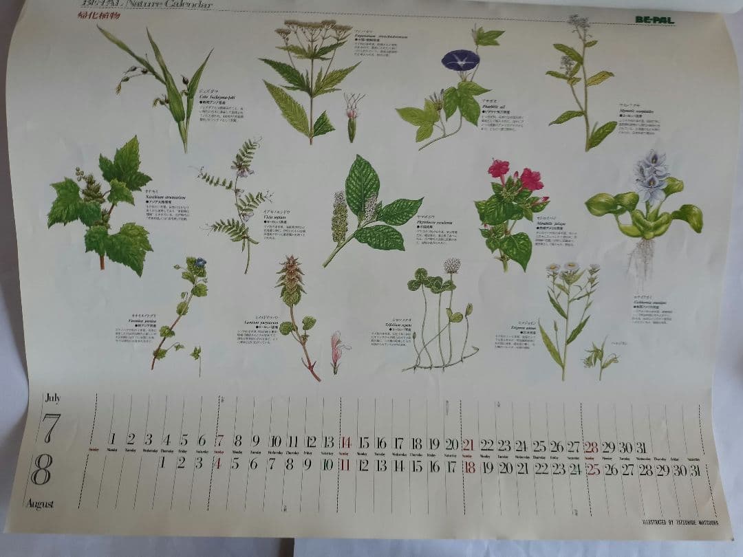 BE-PAL ビーパル カレンダー 新品未使用 1991年植物編 ヴィンテージ