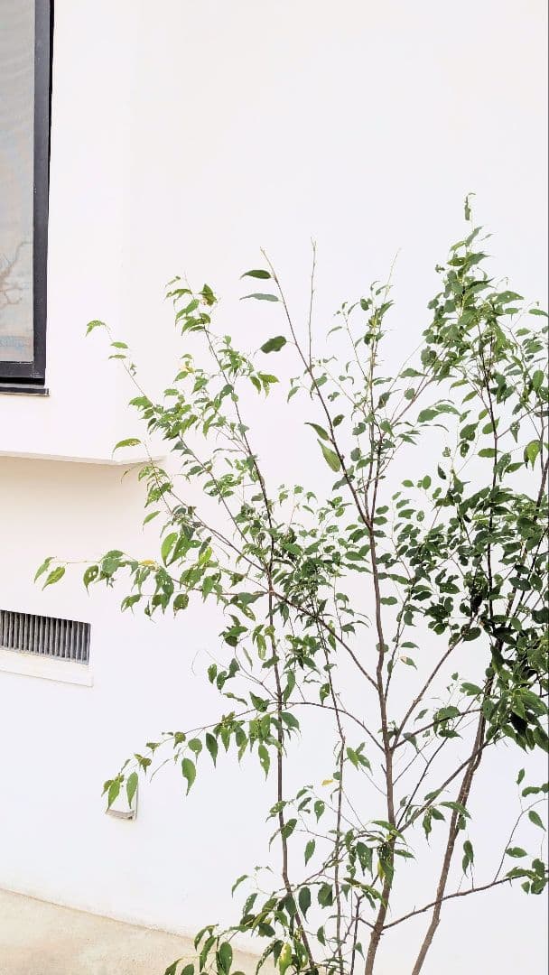 優秀。山採りハイノキ。