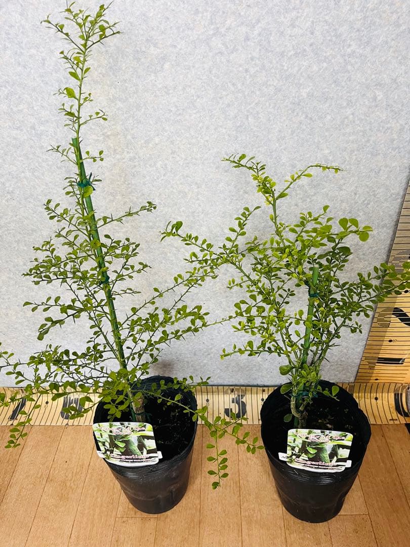 柑橘2年生　フィンガーライム接木苗／苗　3鉢セット　撮影品発送