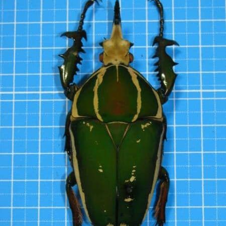 コンゴDR 大型 赤道州 トルクアタ 83mm