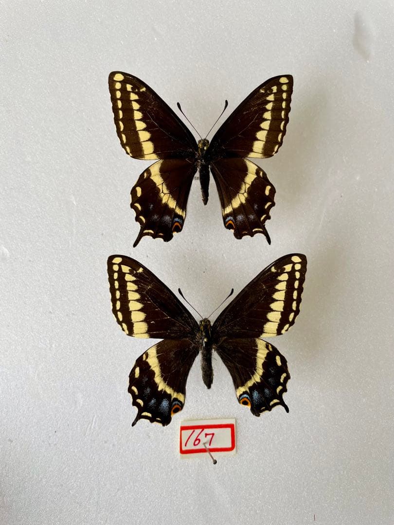 【2頭ペア】パピリオ・インドラ（ネバダ州/アメリカ）