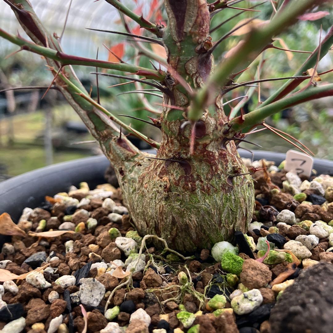 フォークイエリア ファシクラータ