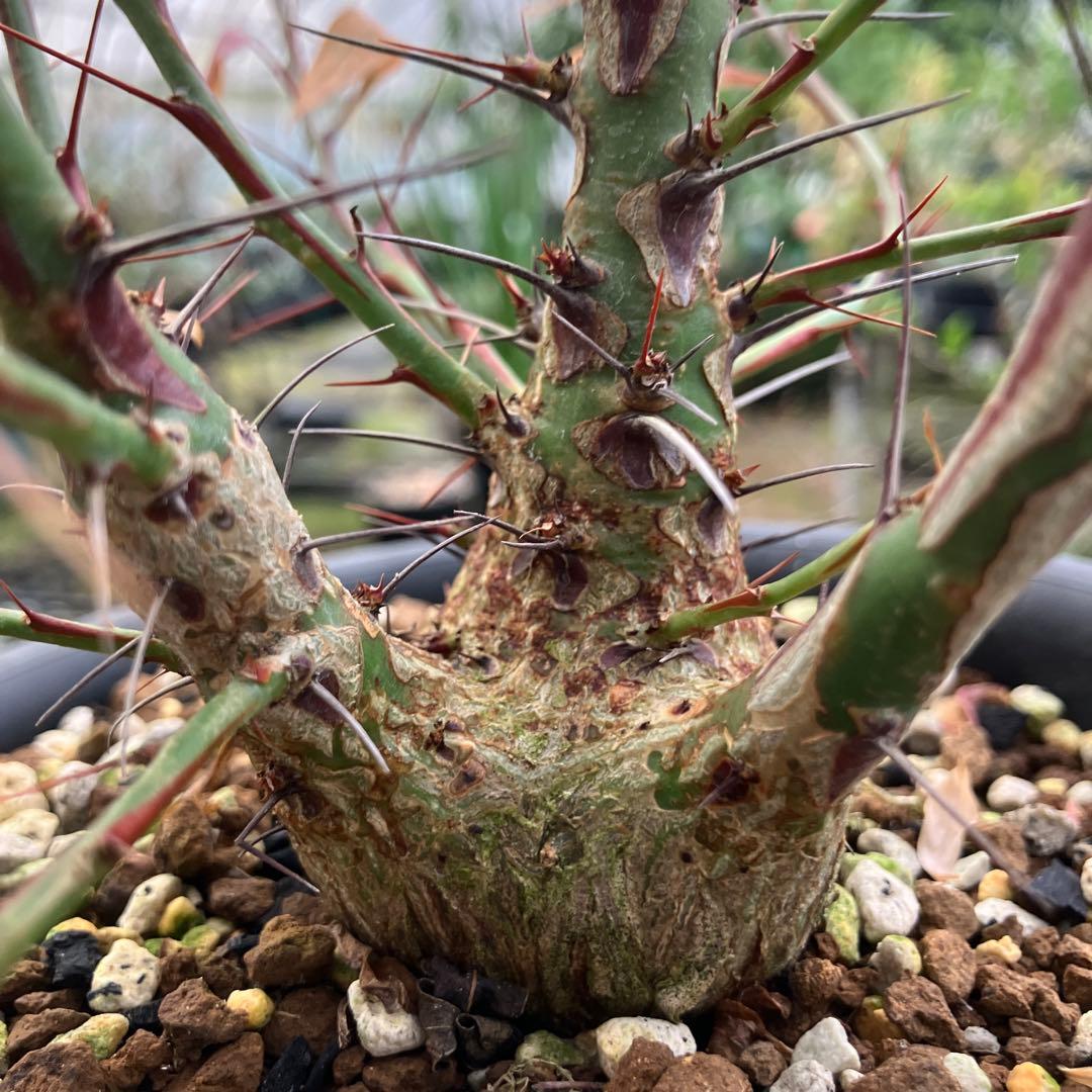 フォークイエリア ファシクラータ