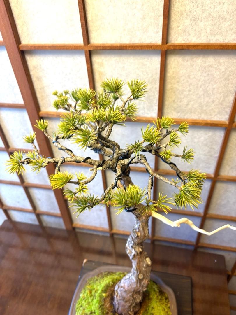 五葉松盆栽❗️ Ysh_sugawara69フォロワー様160人❗️サービス品