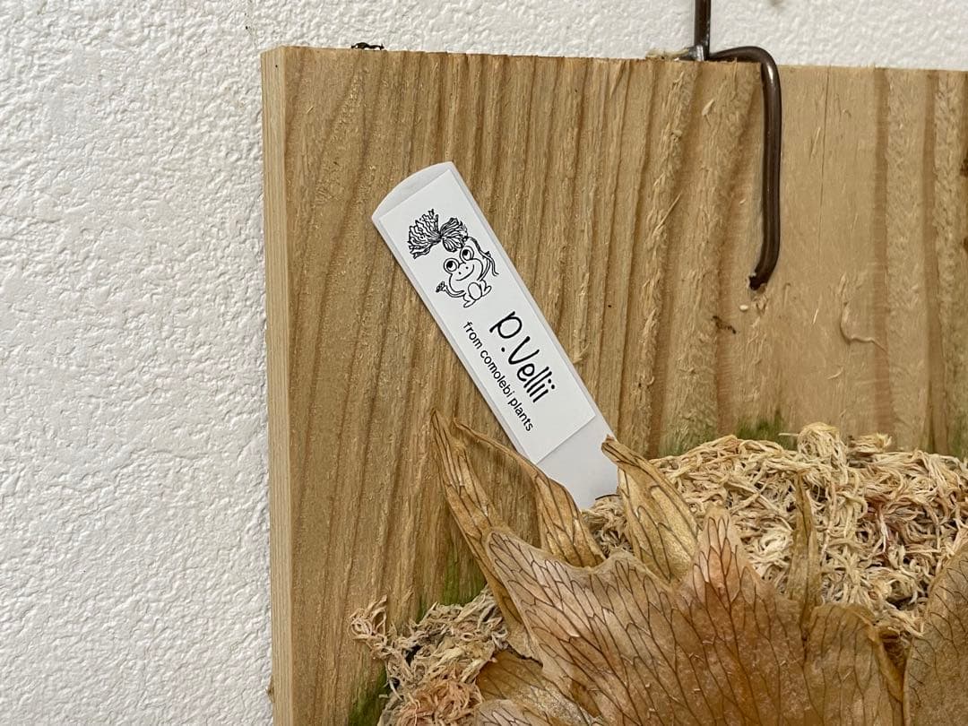 オリジナル pup vellii ベリー ビカクシダ veitchii