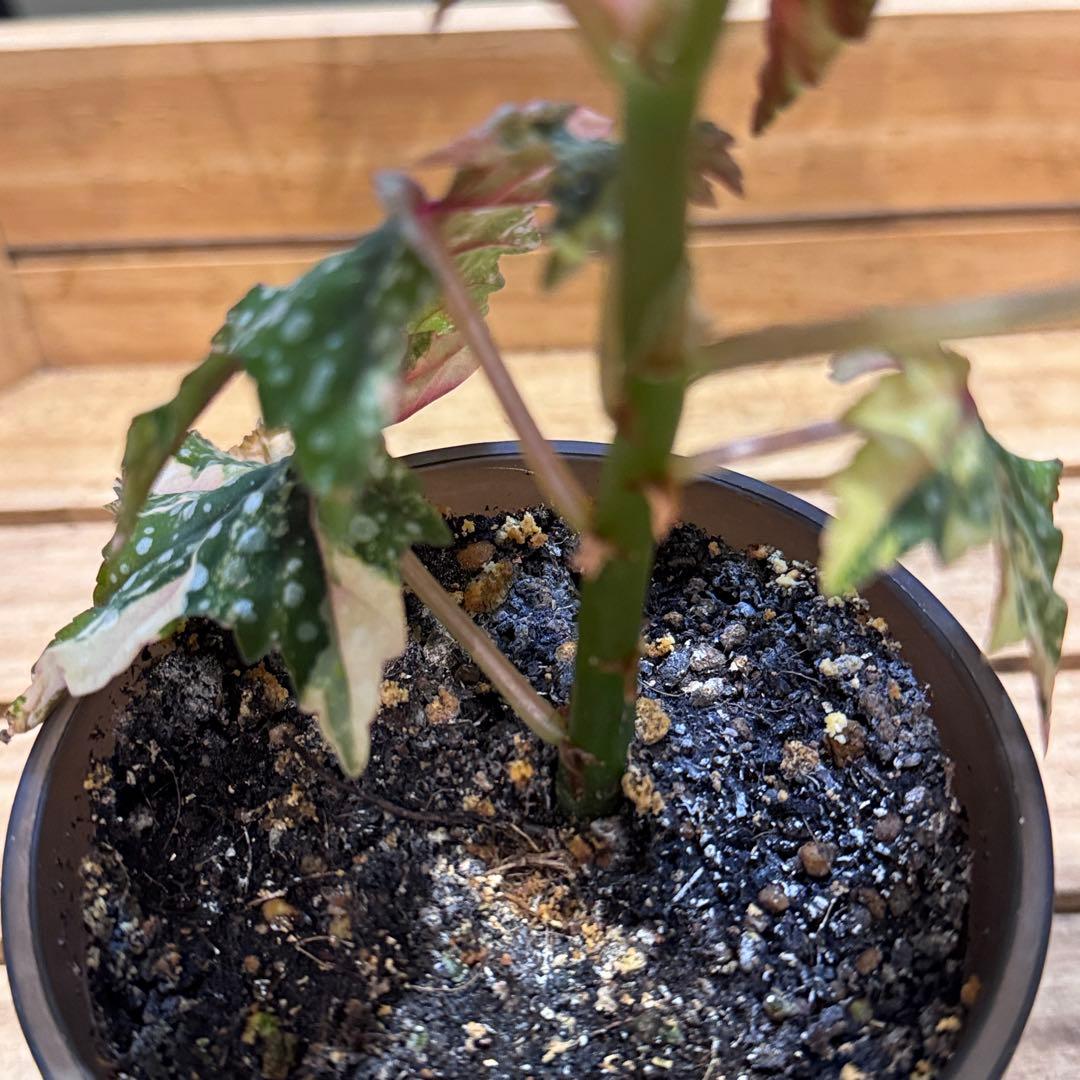 R*9様 10 ベゴニア　イズモノキラボシ　斑入り　ピンク斑に変化　激激レア　日