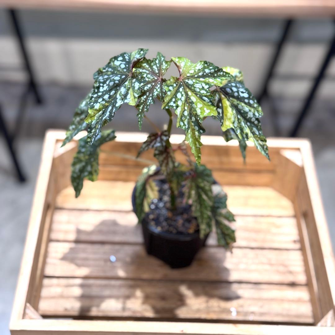 R*9様 10 ベゴニア　イズモノキラボシ　斑入り　ピンク斑に変化　激激レア　日