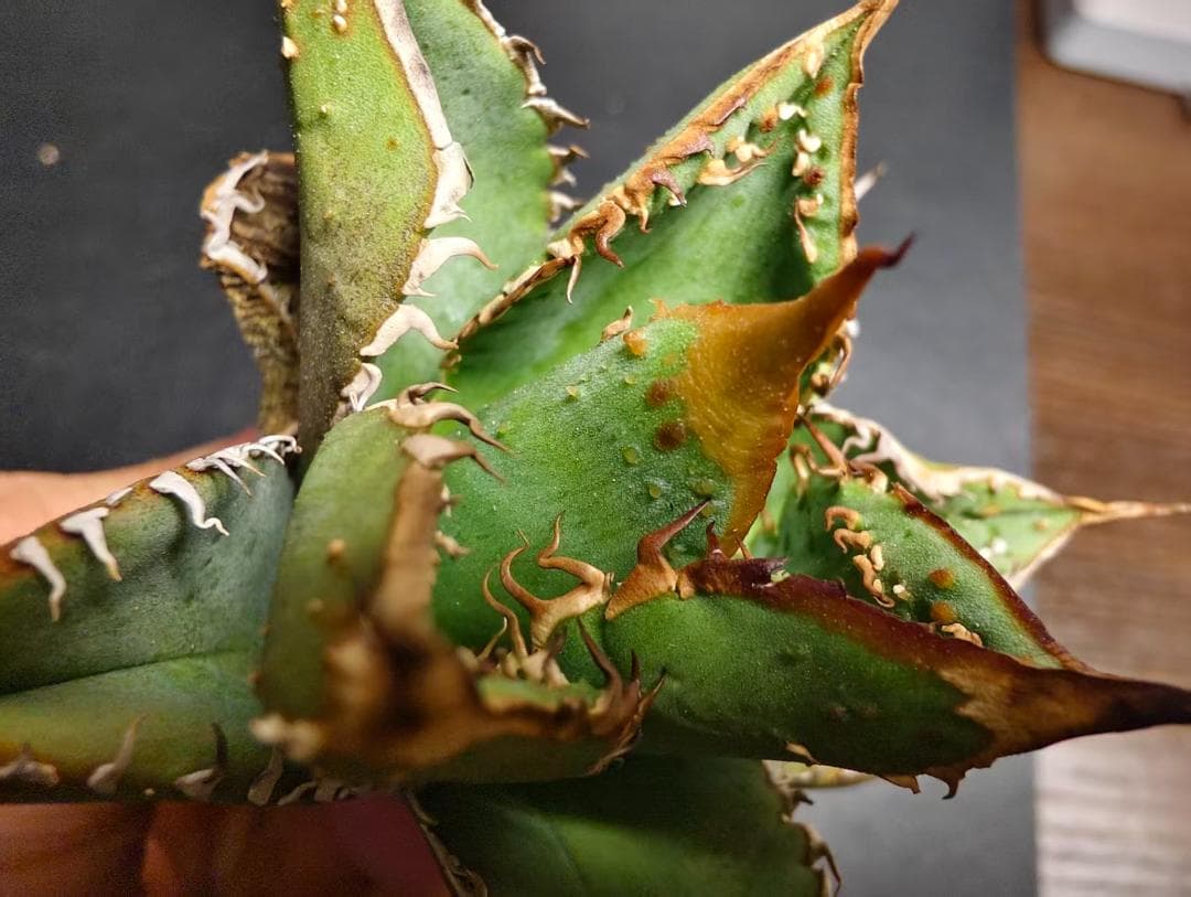 獣*様 アガベ チタノタ 麻花龍 極上強棘 特選美株 ブツブツ コレクシ Liz