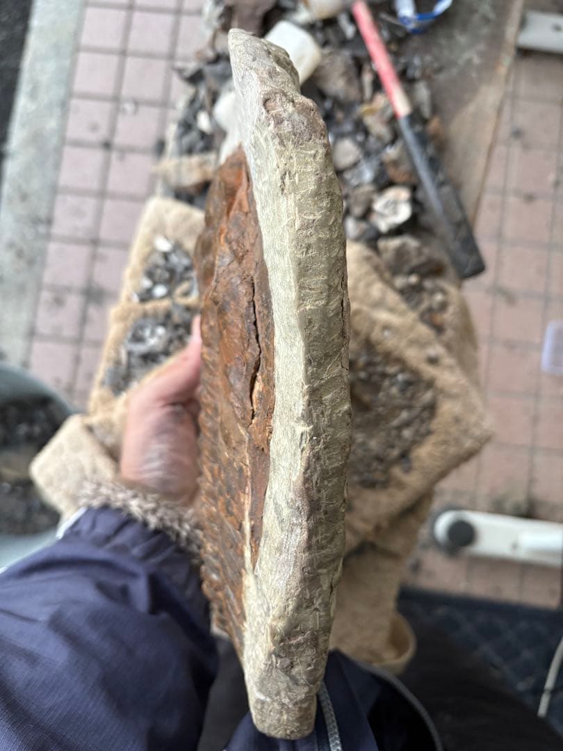 大きな三葉虫　化石