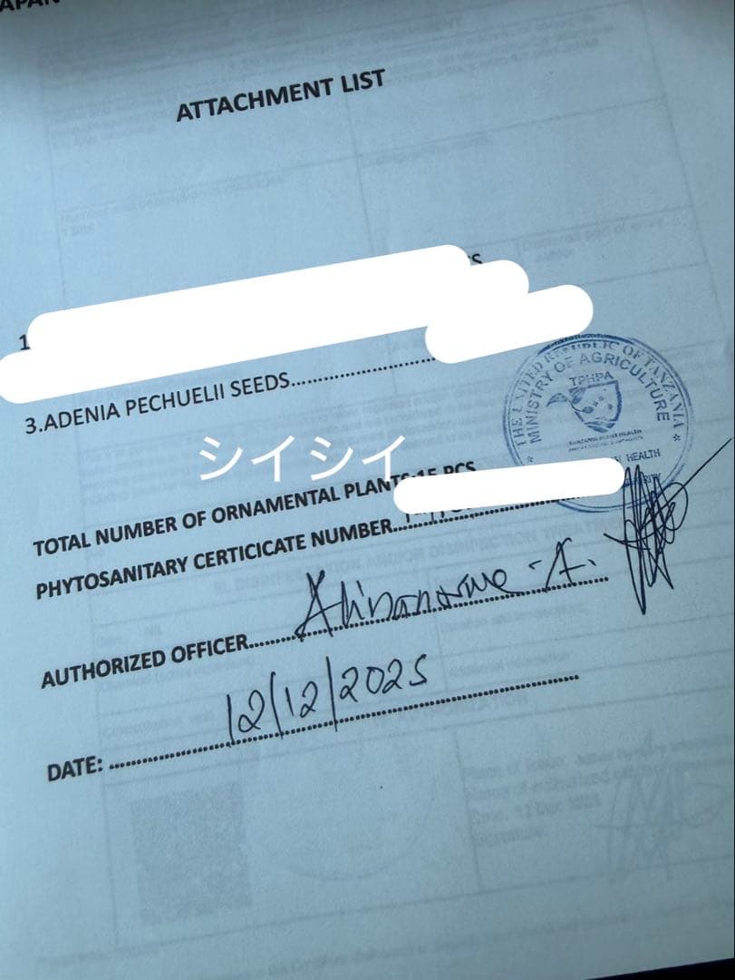 アデニアペチュエリー種子　10個