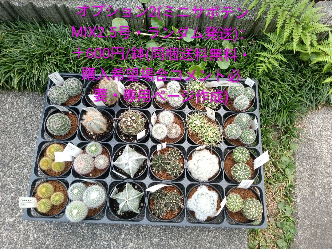 ｔ金鯱 サボテン キンシャチ 8号 ロックガーデン 逸品 エキノカクタス