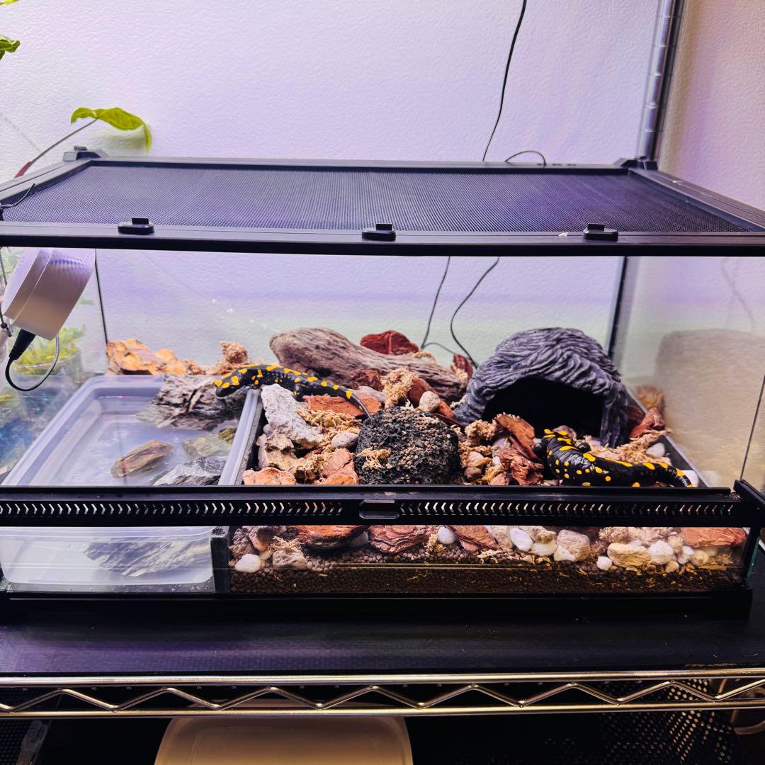 爬虫類　両生類　飼育ケージ　前開き　50×30×25cm