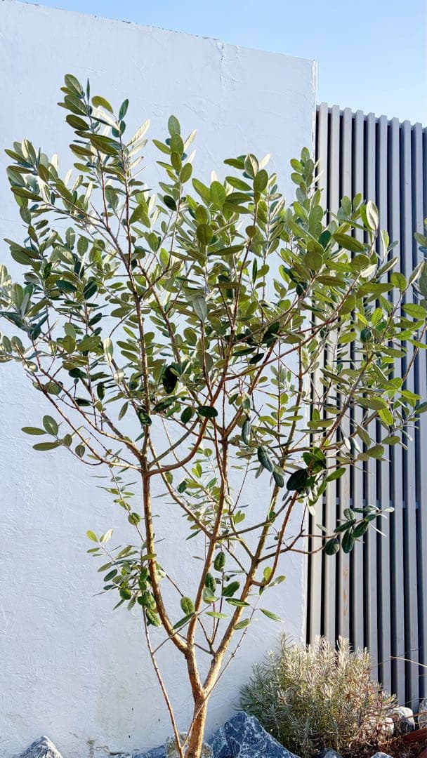 超美形。仕立てフェイジョア1.7M(鉢底から)