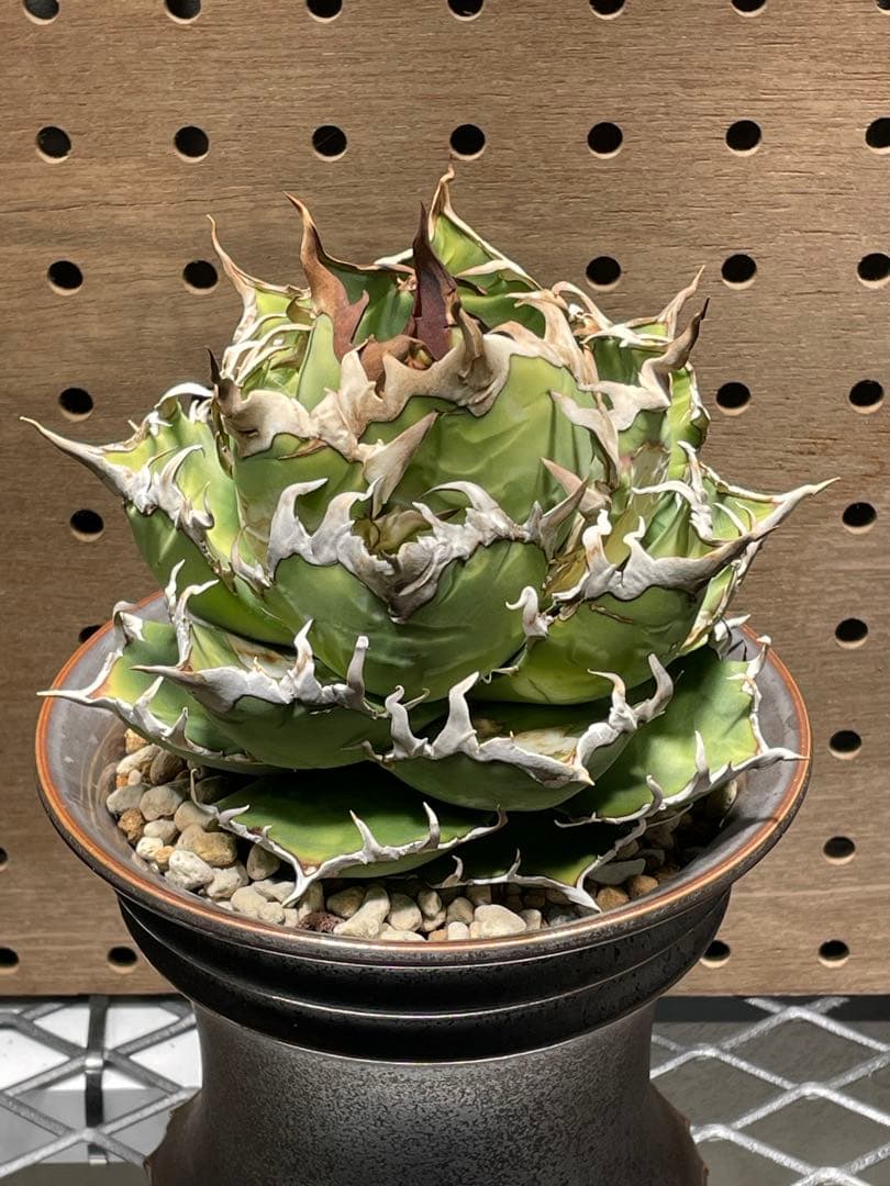 C*a様 アガベ　チタノタ　シーザー　親株　抜苗発送