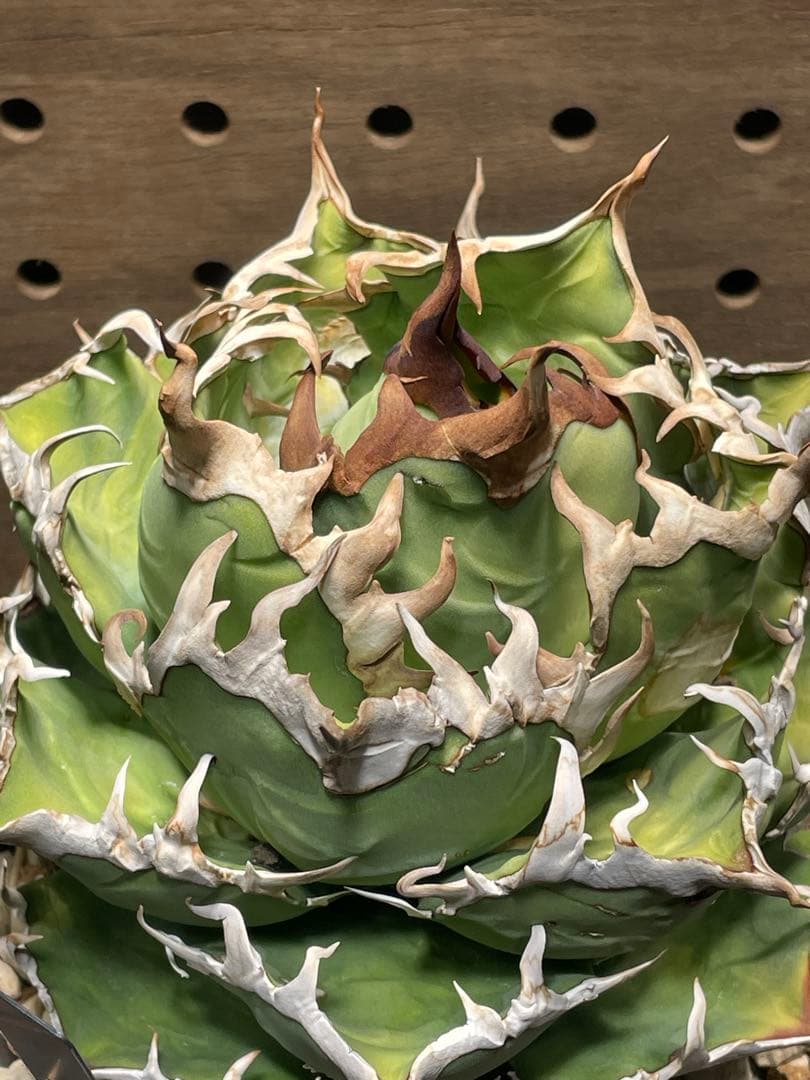 C*a様 アガベ　チタノタ　シーザー　親株　抜苗発送