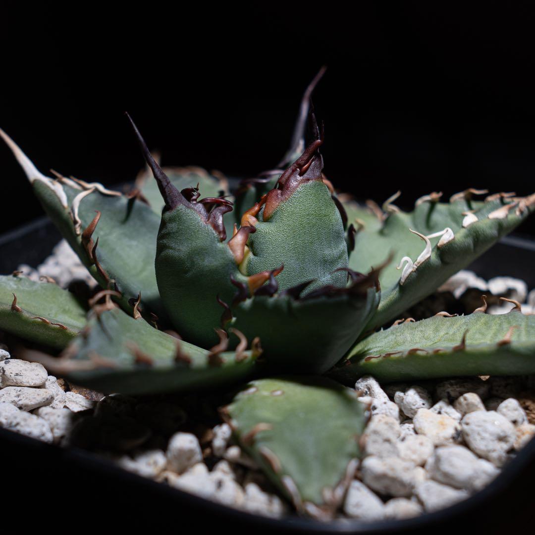 アガベ チタノタ【 エボリスピナ × BB 】