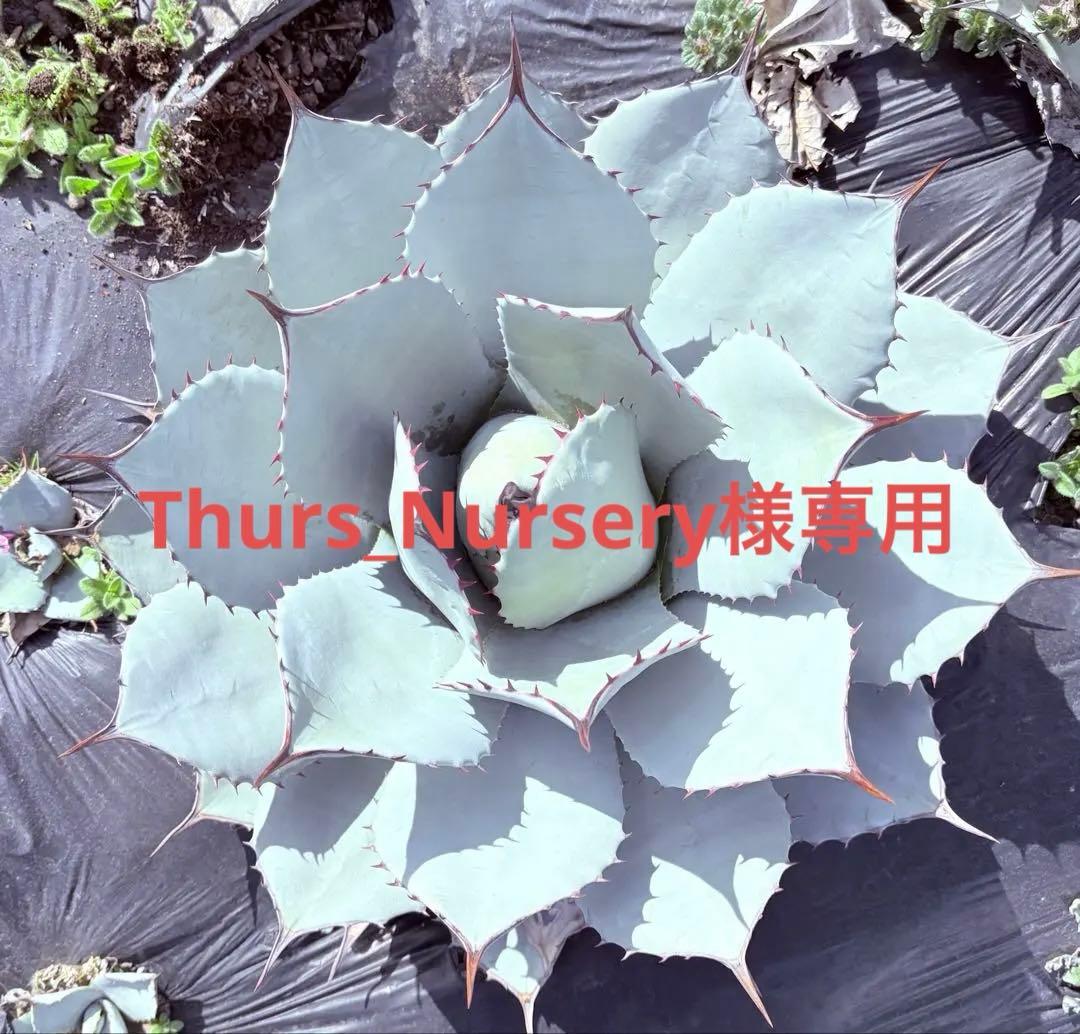 アガベ　吉祥天　子株付き