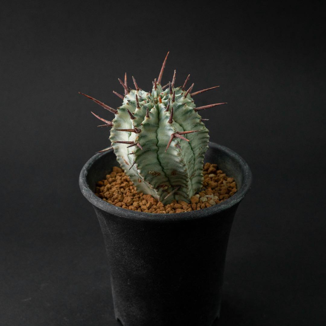 ユーホルビア ホリダ 錦 （実生） #196