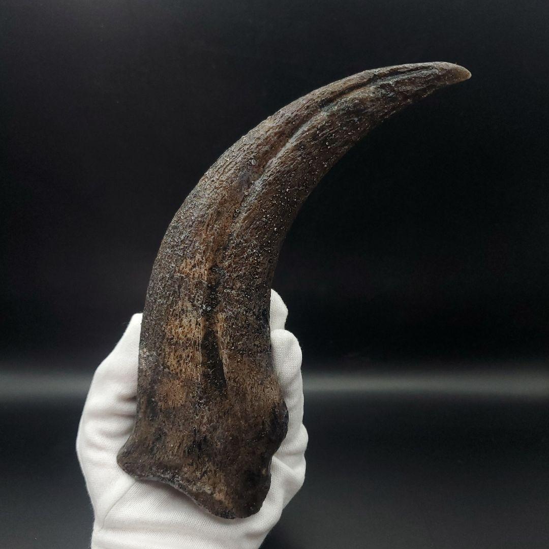 スピノサウルス 爪 レプリカ 178.54mm spr1
