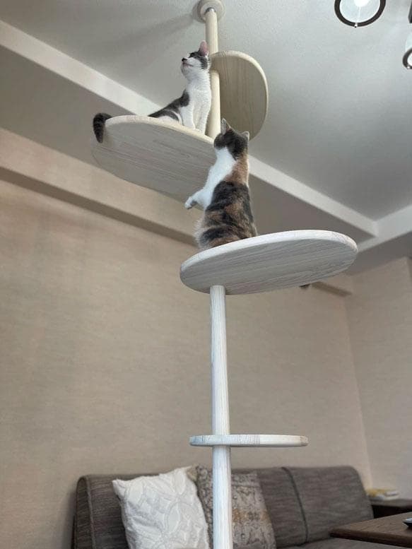 天然木　突っ張り型キャットタワー 5段 ホワイト　2ｍ40ｃｍ　送料無料