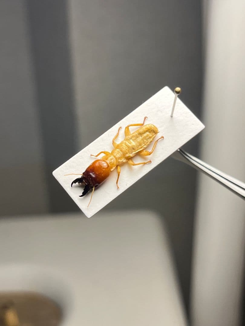 【21mm】オオシロアリ 標本 ゴキブリパラポネラ キバハリアリ ウロコアリ 蟻