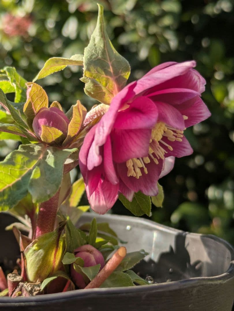 【広瀬園芸】クリスマスローズ　ソレイユ系dd 整形花