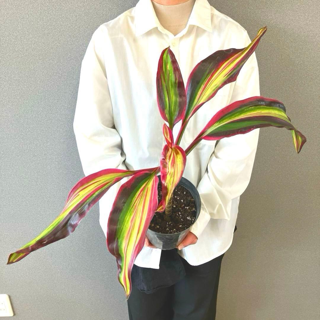 超希少❗️コルジリネ　ビリオンダイアモンド✨