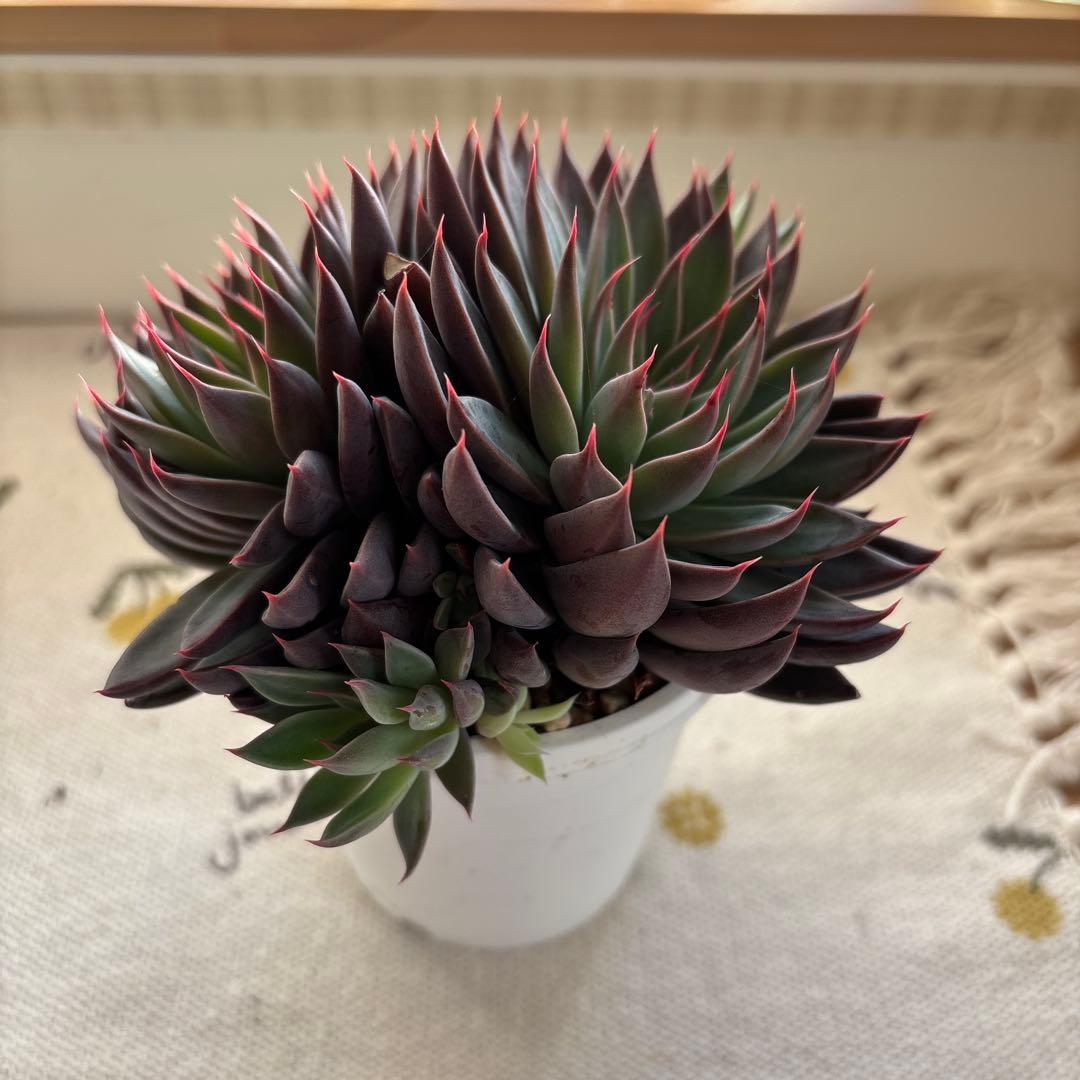 Echeveria、5点セットです(^-^)