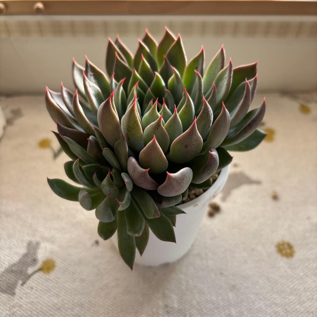 Echeveria、5点セットです(^-^)