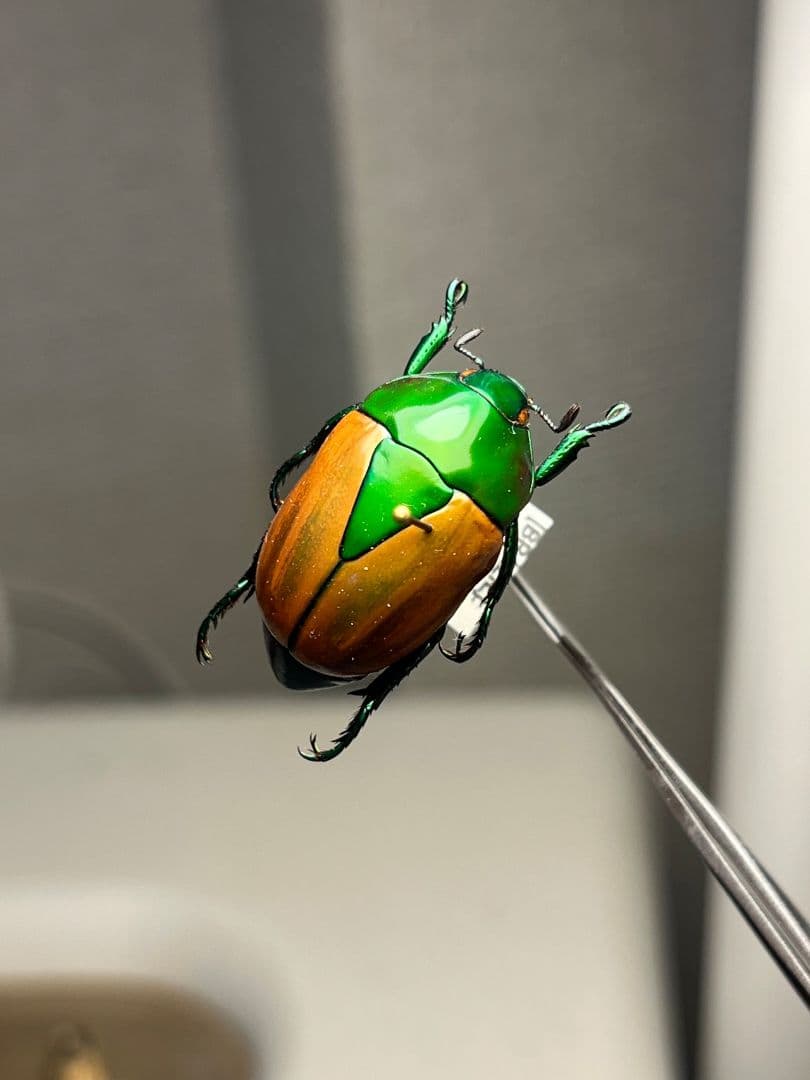 【深碧艶麗】フェスティバカメノコブイブイ 標本Macraspis プラチナコガネ