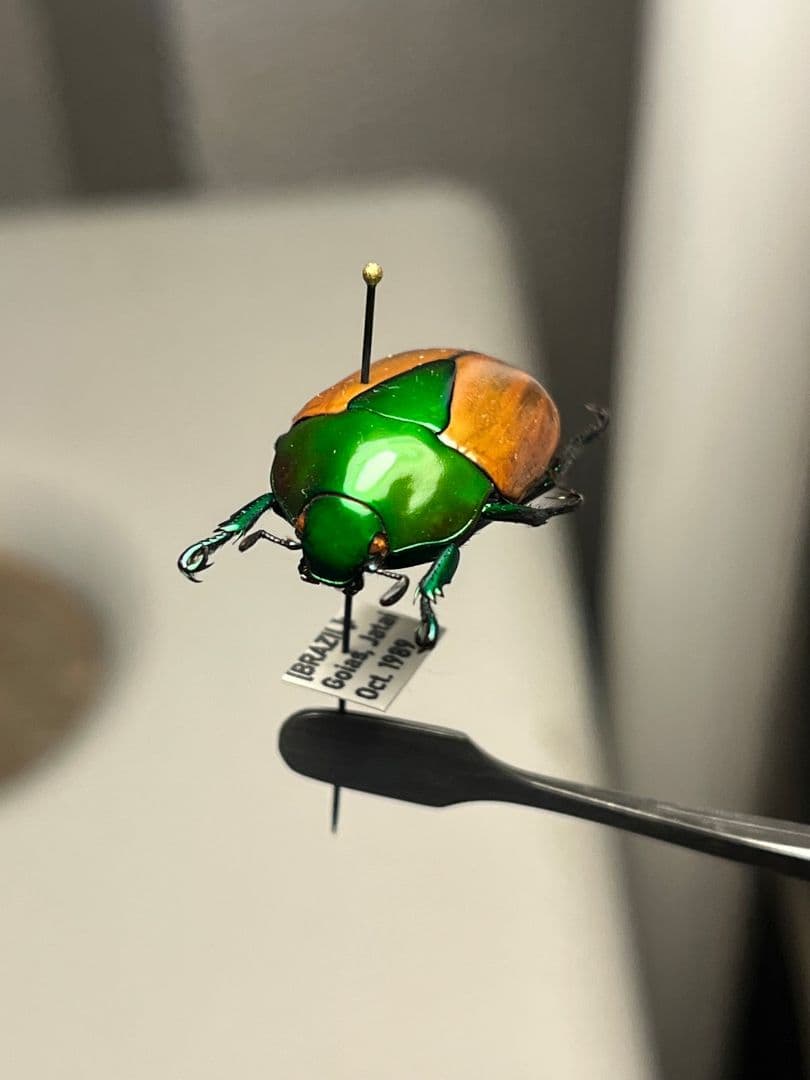 【深碧艶麗】フェスティバカメノコブイブイ 標本Macraspis プラチナコガネ