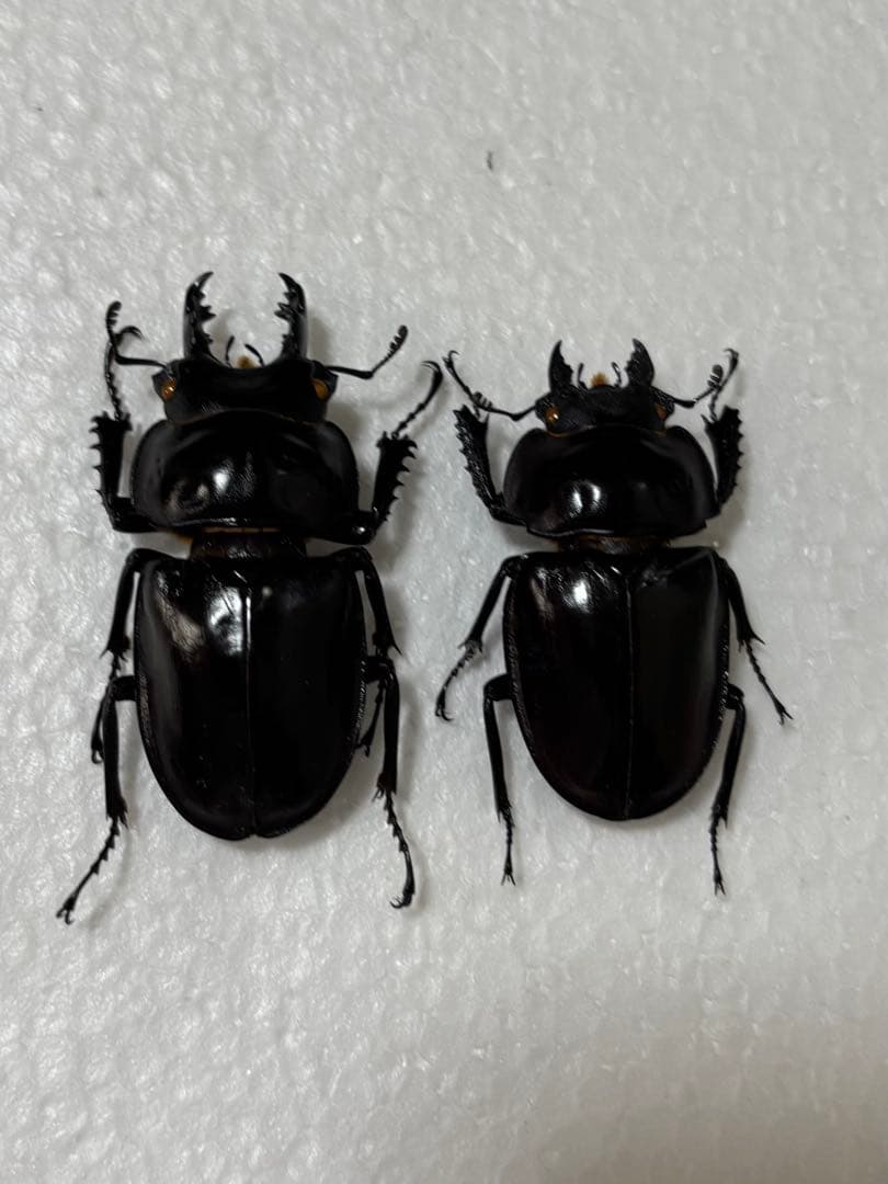 ヤエヤママルバネクワガタ　野外品　58mm 51mm ペア
