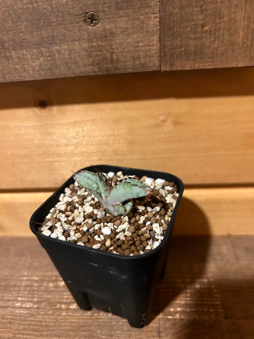 アガベ　チタノタ　ビースト　カクタスグリーン産　カット苗　微発根済み