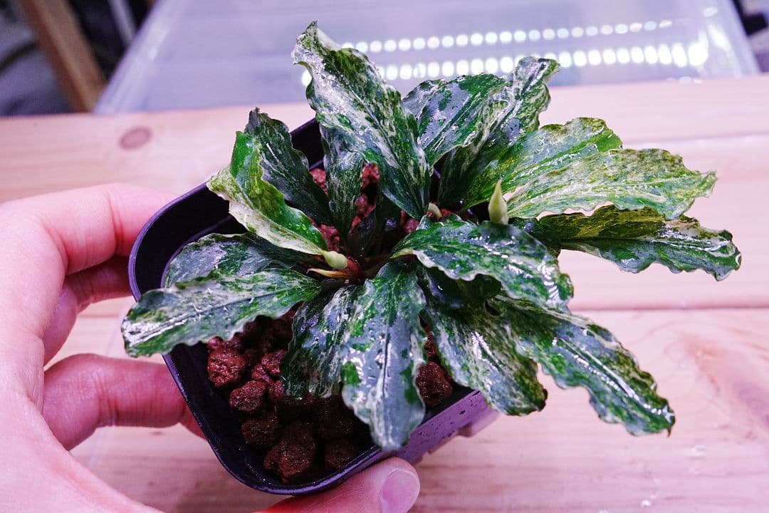 ブセファランドラsp. グリーンウェービー 斑入り バリエガータ　水上葉　無農薬