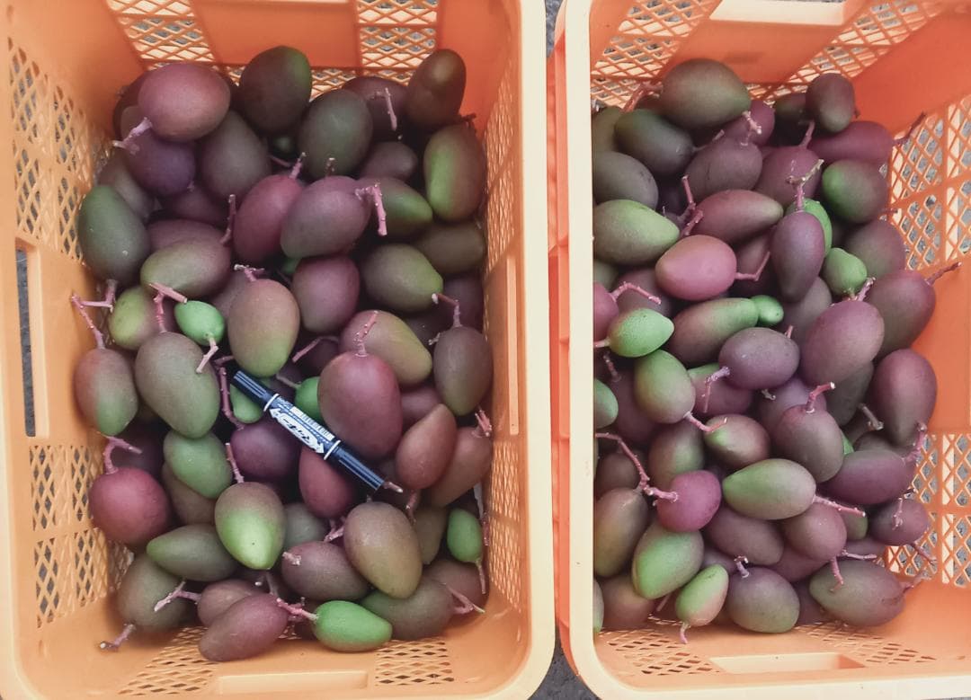 マンゴー+摘果 / 18 kg including box