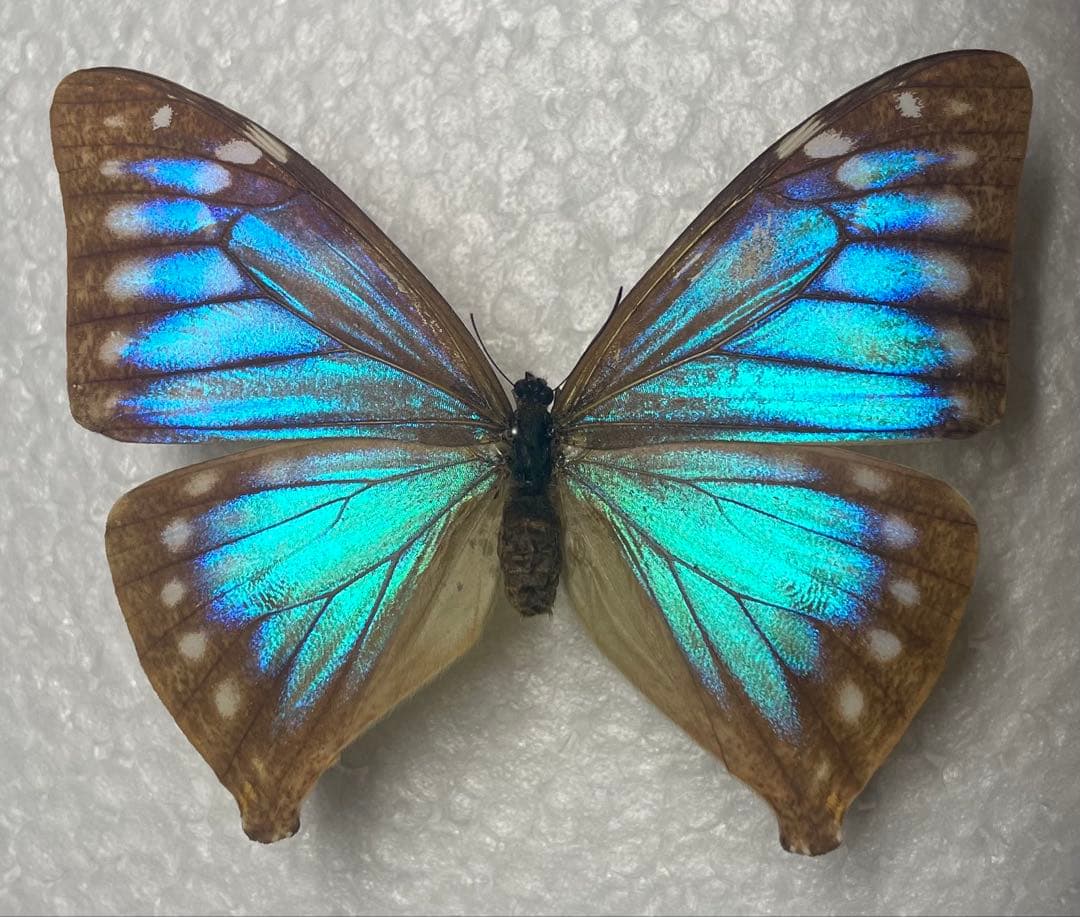 エガーモルフォ　メス青型