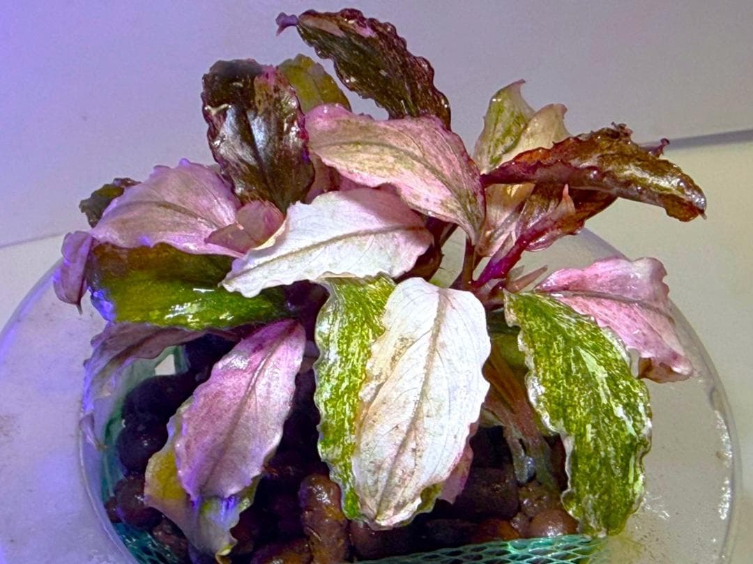 Bucephalandra spブセファランドラsp. ヴァリエガータ・クランプ