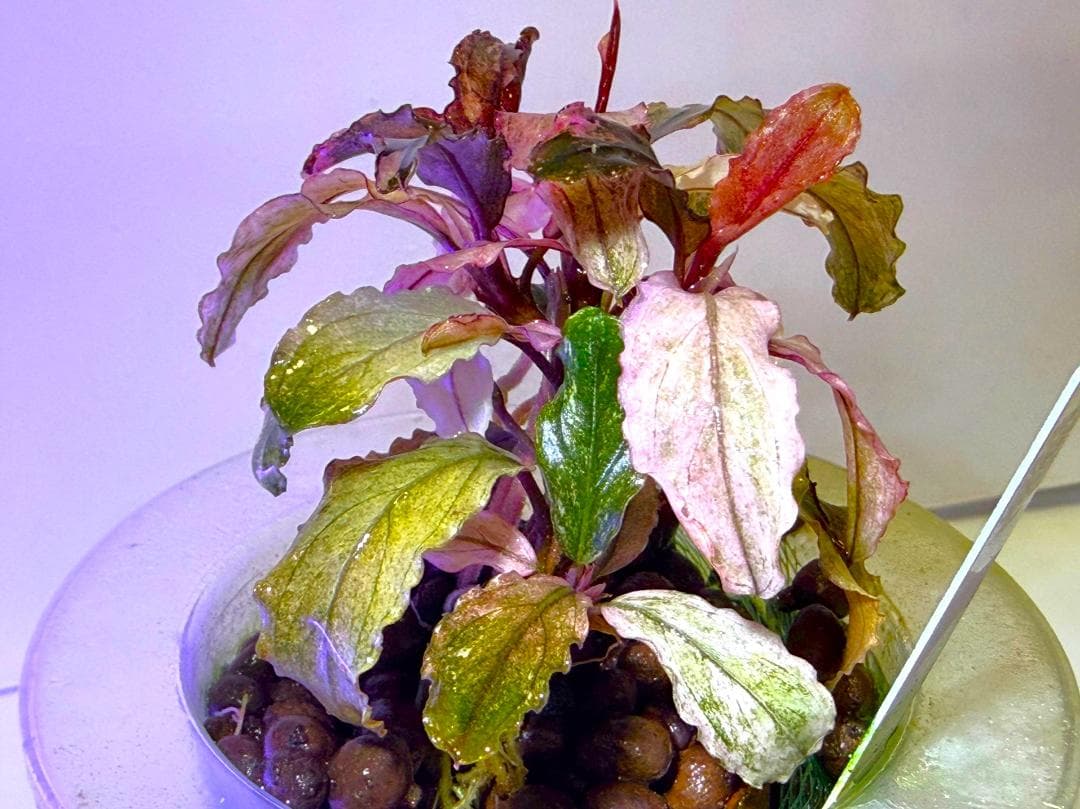 Bucephalandra spブセファランドラsp. ヴァリエガータ・クランプ