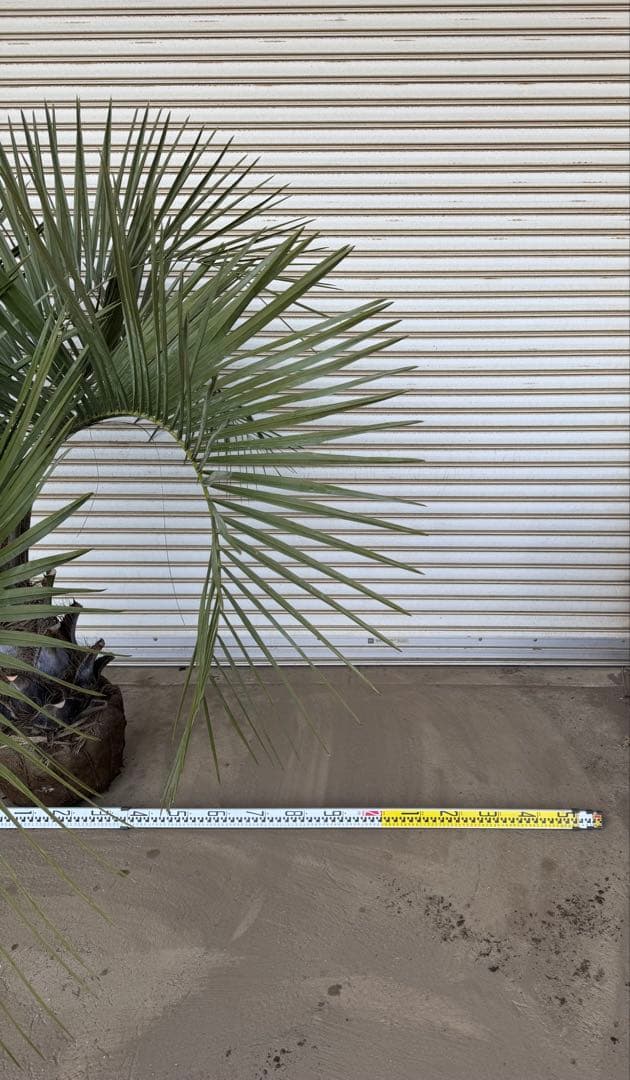 送料込み　ココスヤシ　シルバーリーフ　形状良　幹極太　庭木　シンボルツリー