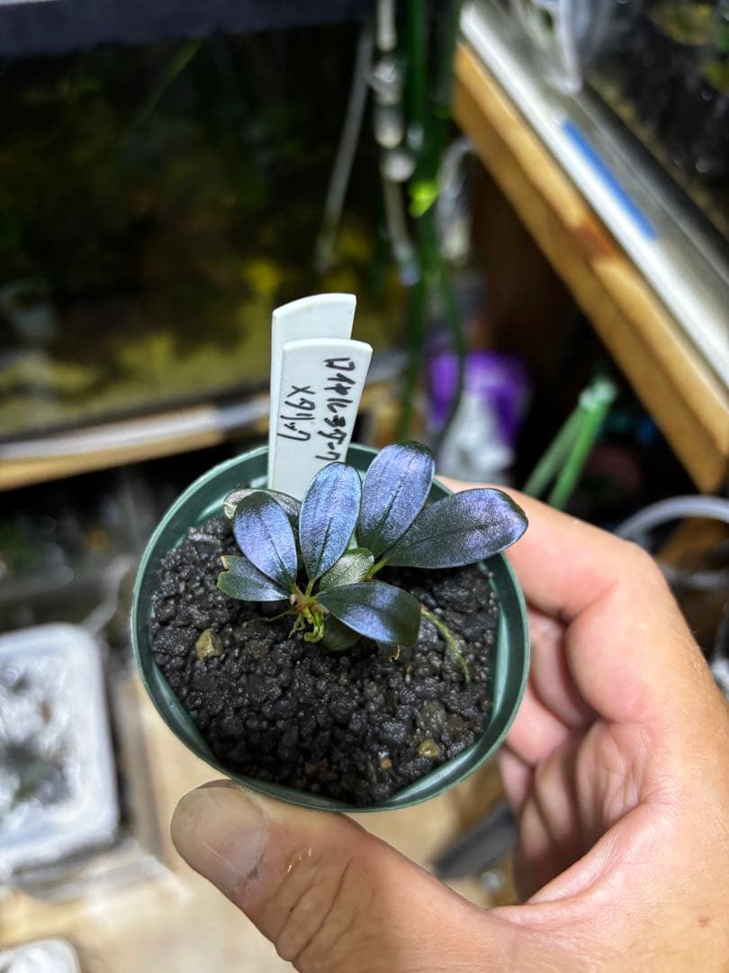 ブセファランドラ spロイヤルダークメタリック