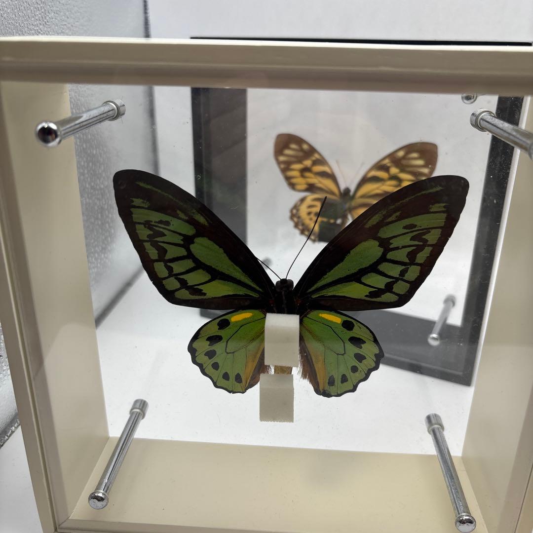 蝶の標本 3点セット