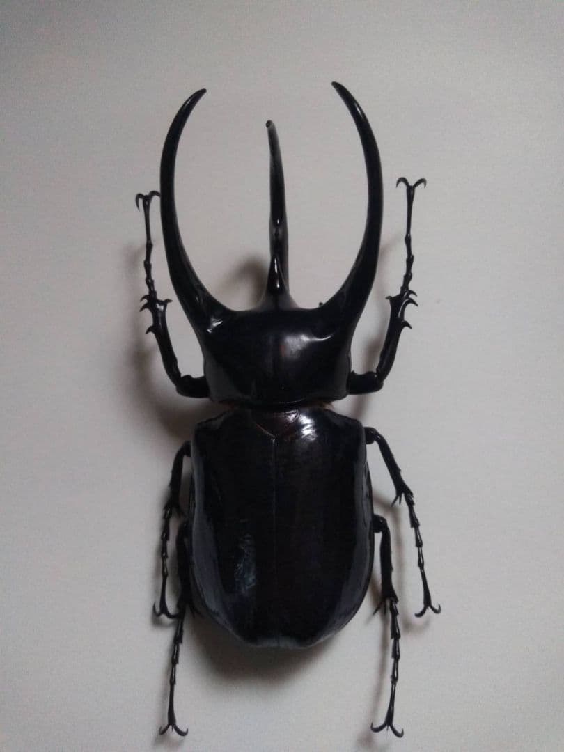 コーカサスオオカブト　昆虫標本