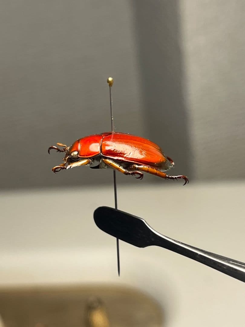 【奥行真紅】クリスマスビートル 標本オーストラリア産 プラチナコガネ カナブン