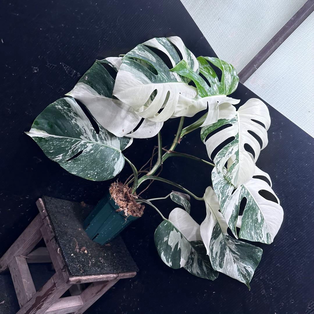 c*f様 斑入りモンステラ ホワイトタイガー極美大株73cm白斑多